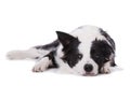 Tired border collie lying isolated on a white background